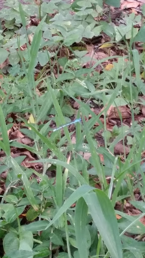 Park «Boston Hill Park», reviews and photos, 777 S Central Ave, Oviedo, FL 32765, USA