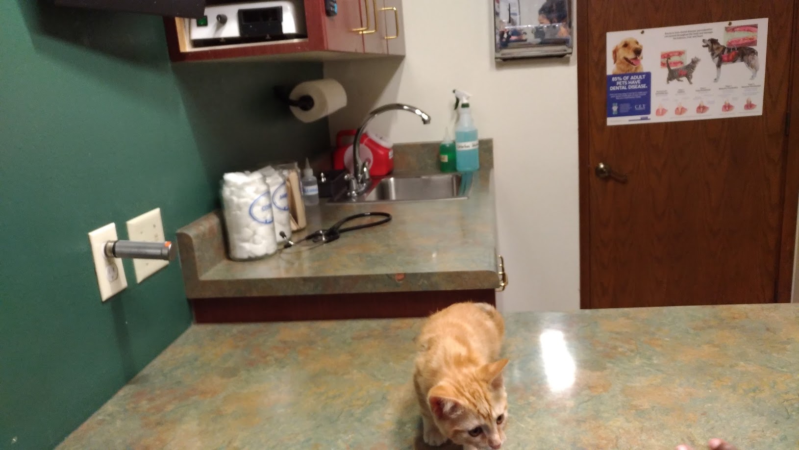 Crossroads Animal Hospital