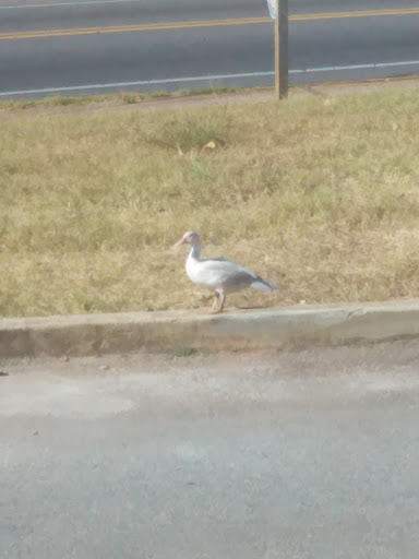 Restaurant or Cafe «Eclipse Coffee & Books», reviews and photos, 1032 Main St, Montevallo, AL 35115, USA