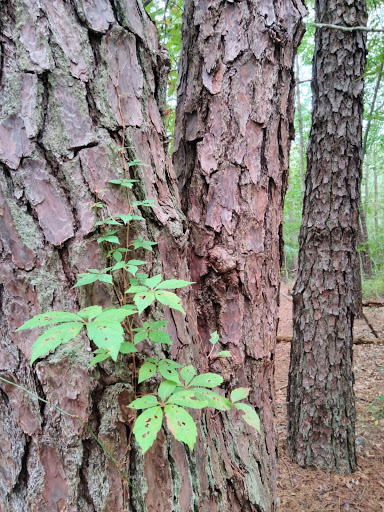 Nature Preserve «Edwin B. Forsythe National Wildlife Refuge- deCamp Wildlife Trail», reviews and photos, 365 Mantoloking Rd, Brick, NJ 08723, USA