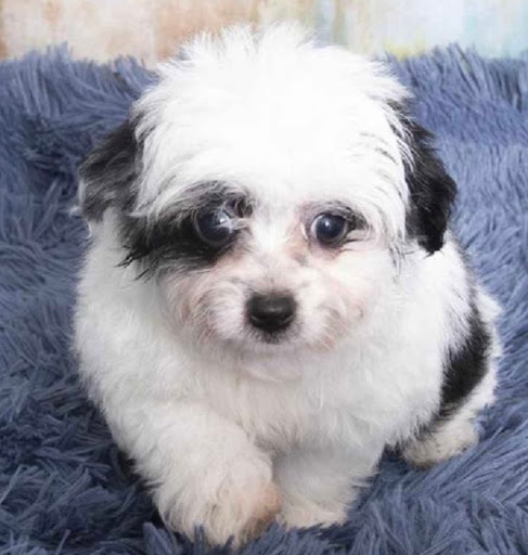 Pet Store «Pet Express», reviews and photos, 100 Independence Way, Danvers, MA 01923, USA