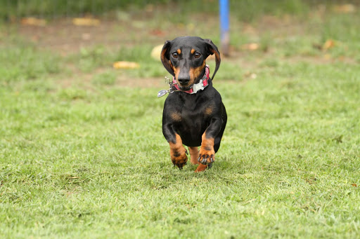 Hunde Abenteuer Land