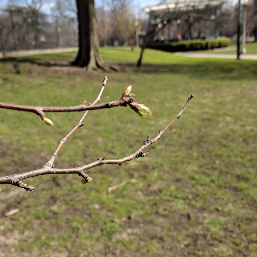 Park «Welles Park», reviews and photos, 2333 W Sunnyside Ave, Chicago, IL 60625, USA