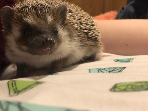 Pet Store «Wildside Pets», reviews and photos, 1042 N Higley Rd #105, Mesa, AZ 85205, USA