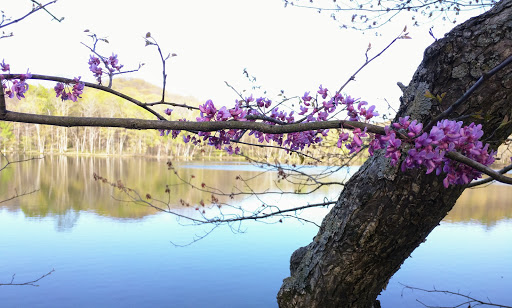 State Park «Radnor Lake State Park», reviews and photos, 1160 Otter Creek Rd, Nashville, TN 37220, USA