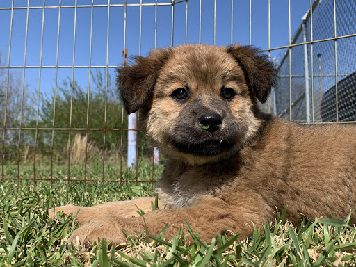 Monroe County Animal Shelter