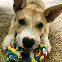 Off The Leash Pet Sitting - Photo 8 - Car repair in , Knoxville