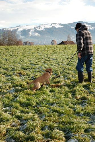 Rezensionen über Hundeschule Smartdog-Training in Freienbach - Hundeschule