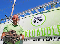 Skedaddle Humane Wildlife Control - Photo 1 - Car repair in , Centennial