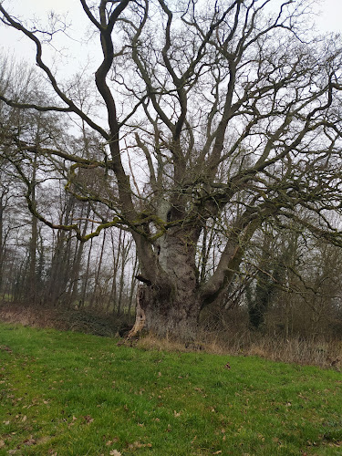 Le chêne de Robert le Chouan ou chêne du Hibou à Saint-Pardoux-Soutiers