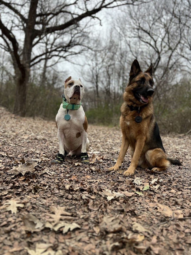 Side By Side Dog Training