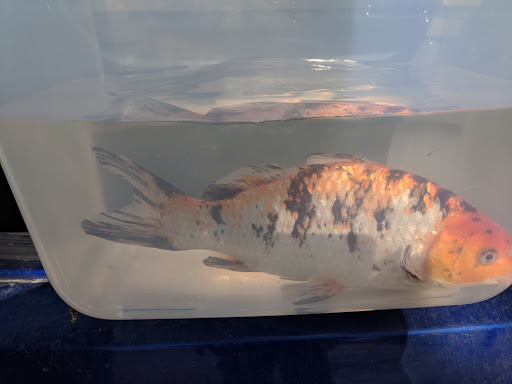 Pet Store «Fish Aquariums & Stuff», reviews and photos, 6112 W Fairview Ave, Boise, ID 83704, USA