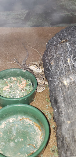 Pet Supply Store «Petco Animal Supplies», reviews and photos, 1100 Middle Country Rd, Selden, NY 11784, USA