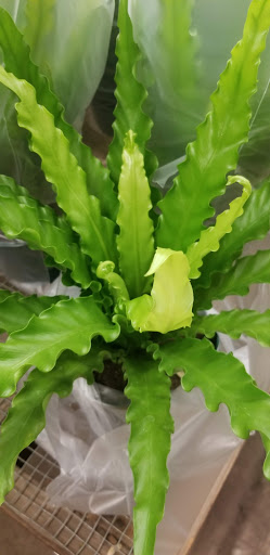 Florist «Sieck-Wright Floral Products», reviews and photos, 231 Monmouth St, Hightstown, NJ 08520, USA