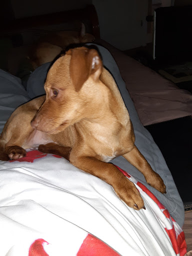 Pet Store «Paws Natural Pet Emporium», reviews and photos, 8551 W Gage Blvd, Kennewick, WA 99336, USA