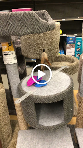 Pet Supply Store «Petco Animal Supplies», reviews and photos, 298 Spring Creek Drive, Franklin, TN 37067, USA