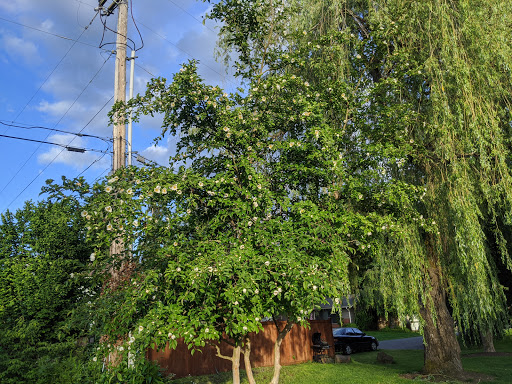 Community Center «Downtown Issaquah Association - Main Street Issaquah», reviews and photos, 232 Front St N, Issaquah, WA 98027, USA