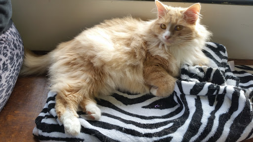 Barber Shop «Supernova Barber Shop», reviews and photos, 632 St Helens Ave, Tacoma, WA 98402, USA