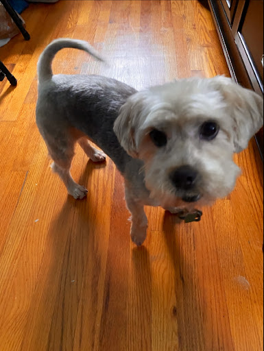 Pet Supply Store «Petco Animal Supplies», reviews and photos, 2621 MacArthur Rd, Whitehall, PA 18052, USA