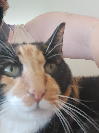 Primary Care Animal Hospital image