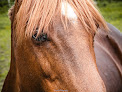 Chanou Patrick Centre equestre de Montfort Crolles