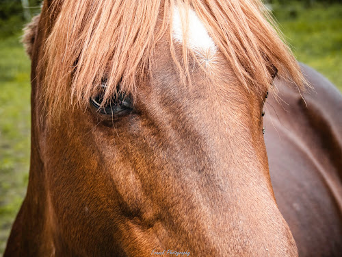 Chanou Patrick Centre equestre de Montfort à Crolles