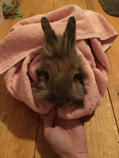 Pet Supply Store «Pet Supplies Plus», reviews and photos, 3120 NJ-35, Hazlet, NJ 07730, USA