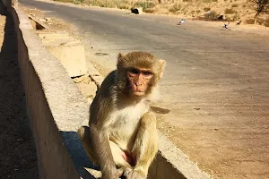 Monkey Habitat, Alwar Triway image