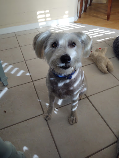 Pet Supply Store «Adogable PET SERVICES», reviews and photos, 4884 Sun City Center Blvd, Sun City Center, FL 33573, USA