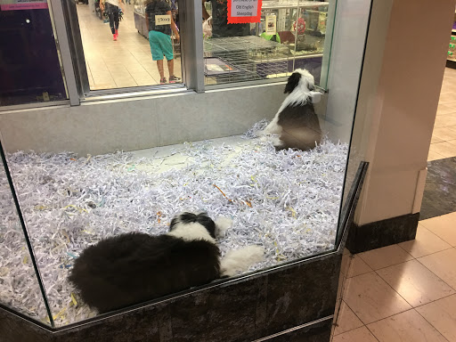 Pet Store «Pet City Pet Shops», reviews and photos, 750 Citadel Dr N # 2092, Colorado Springs, CO 80909, USA