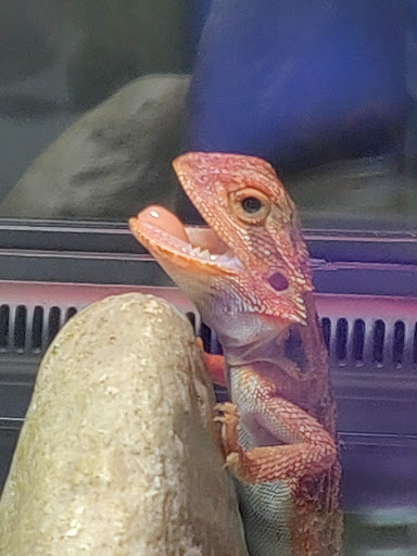 Reptile Store «Reptile Pets Direct», reviews and photos, 8088 Pat Booker Rd, Live Oak, TX 78233, USA