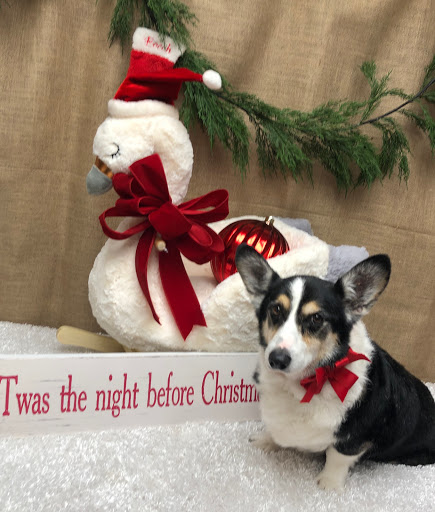 Pet Groomer «Pampered Pet Grooming and Dog Training, Inc.», reviews and photos, 2 Henson Pl #3, Champaign, IL 61820, USA