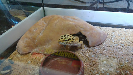 Reptile Store «MOC Reptiles», reviews and photos, 643 NE 125th St, North Miami, FL 33161, USA
