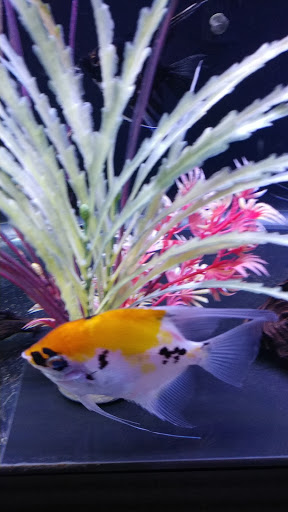 Aquarium «Aquatica», reviews and photos, 800 Clanton Rd H, Charlotte, NC 28117, USA