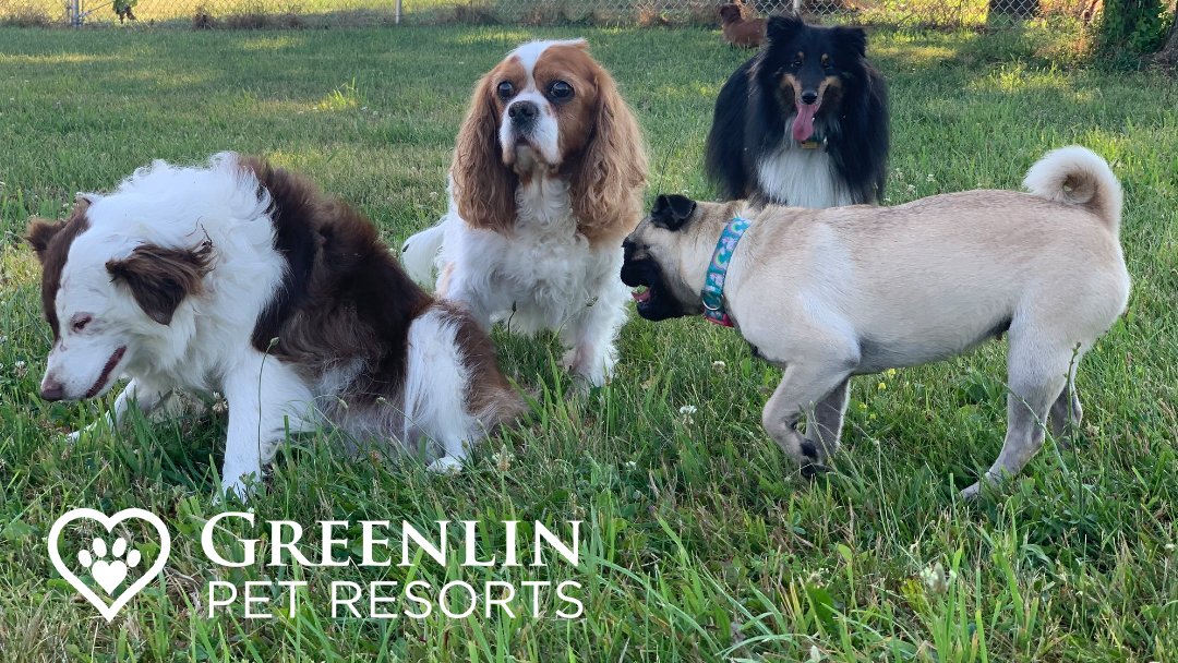 Greenlin Pet Resorts - Harrisburg