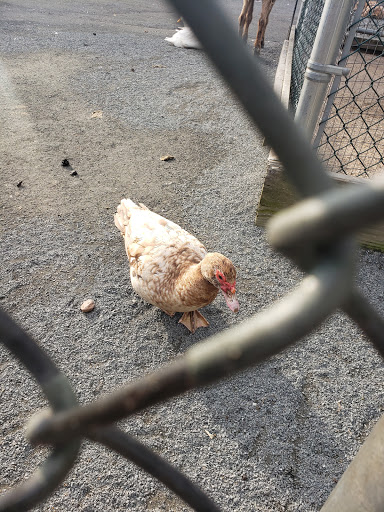 Park «Merrill Park», reviews and photos, Fairview Ave, Colonia, NJ 07067, USA