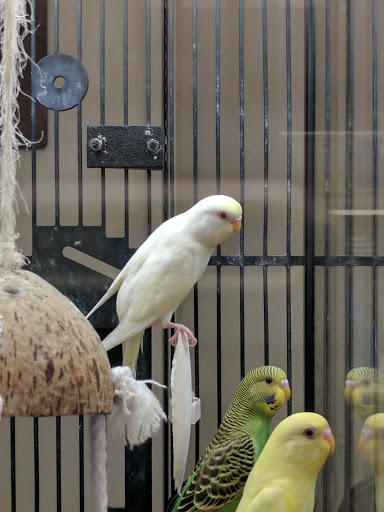 Pet Supply Store «PetSmart», reviews and photos, 19075 Interstate 45 S, Shenandoah, TX 77385, USA