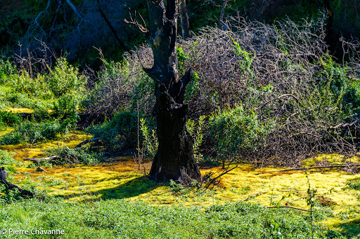 Nature Preserve «UC Davis - Stebbins Cold Canyon Natural Reserve», reviews and photos, CA-128, Winters, CA 95694, USA