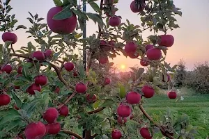 Oakwood Fruit Farm image