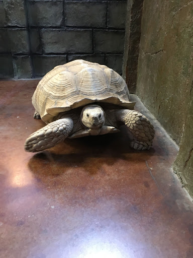 Lost Realms Pets, 8059 N Cedar Ave, Fresno, CA 93720, USA, 