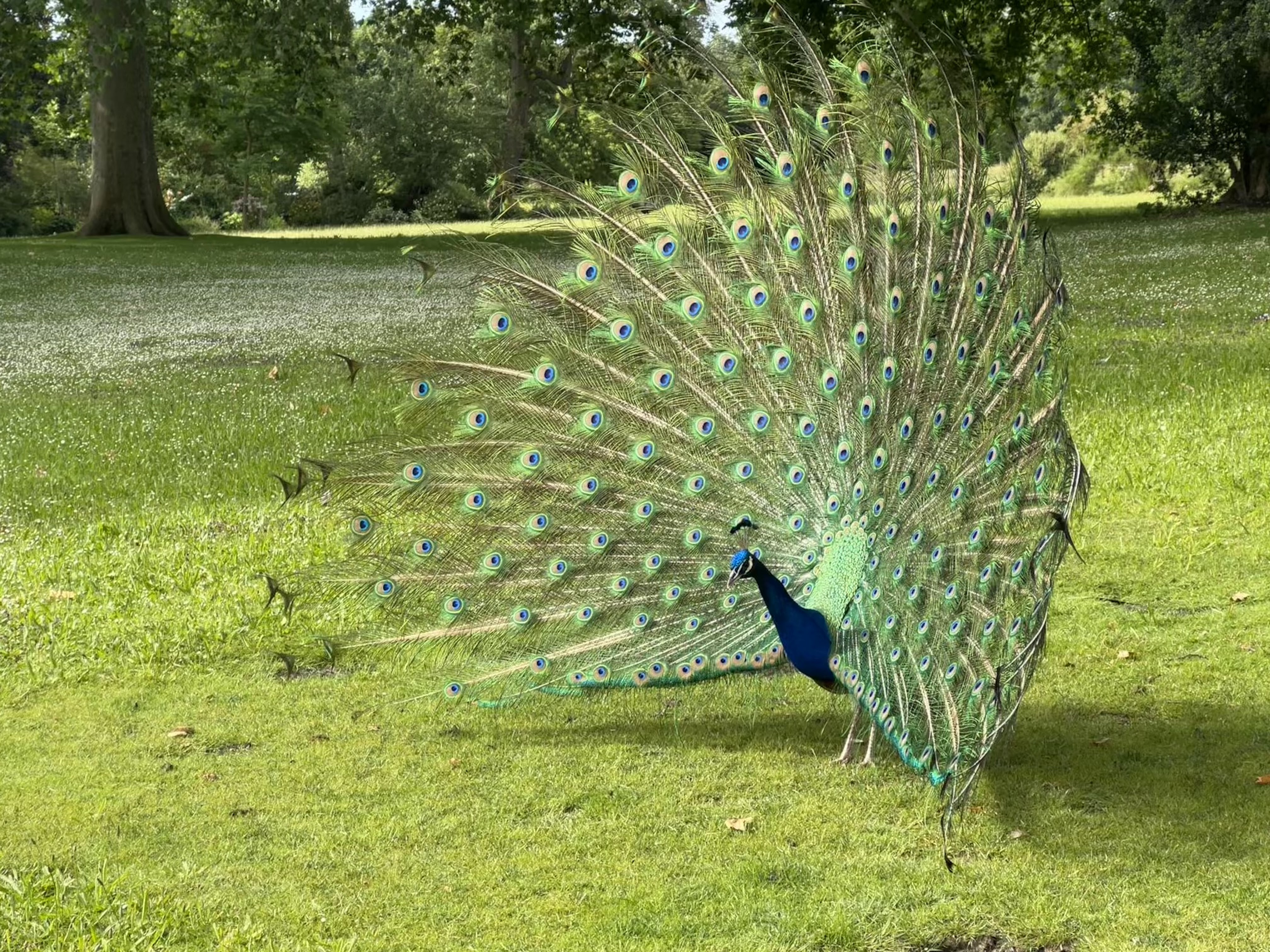 Photo n° 1 de l'avis de Pan.a fait le 12/06/2022 à 06:01