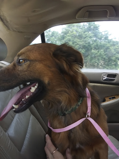 Pet Supply Store «Pet Supplies Plus», reviews and photos, 2201 US-281, Marble Falls, TX 78654, USA