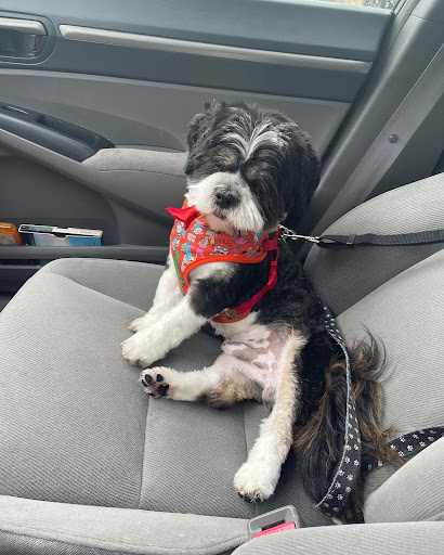 Pet Groomer «Woof Gang Bakery & Grooming Lake Nona - Retail, Grooming», reviews and photos, 10743 Narcoossee Rd, Orlando, FL 32832, USA