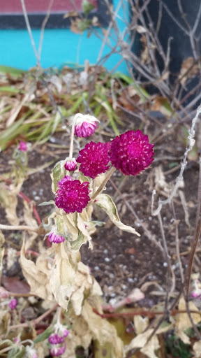 Vegetarian Restaurant «Longbranch Cafe and Bakery», reviews and photos, 100 E Jackson St, Carbondale, IL 62901, USA