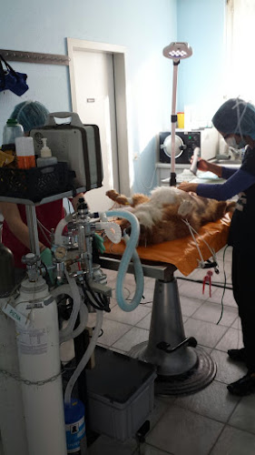 Studio veterinario can e gat Sagl - Tierarzt