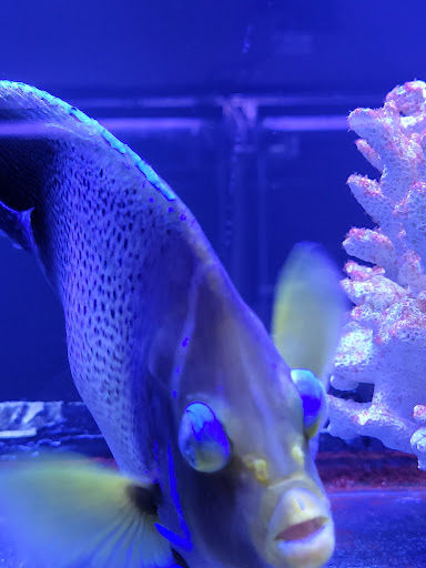 Tropical Fish Store «Best Fish», reviews and photos, 1335 N Doctor M.L.K. Dr, Milwaukee, WI 53212, USA