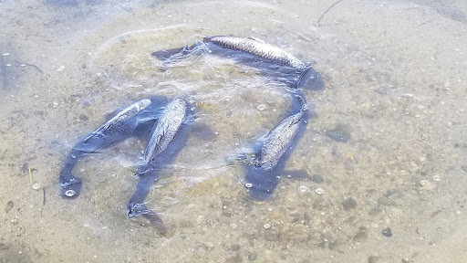 Pet Store «Super Pets», reviews and photos, 1807 E Chapman Ave, Orange, CA 92867, USA