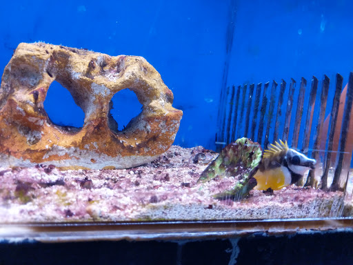 Pet Store «World of Wet Pets», reviews and photos, 8542 SW Apple Way, Portland, OR 97225, USA