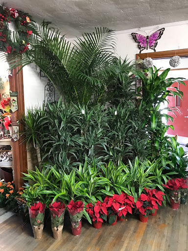 Florist «Plant Safari», reviews and photos, 653 N Central Ave, Upland, CA 91786, USA