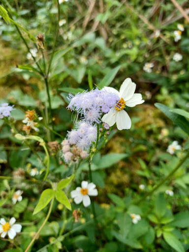 Nature Preserve «Woodmont Natural Area», reviews and photos, 7250 NW 80th Pl, Pompano Beach, FL 33321, USA